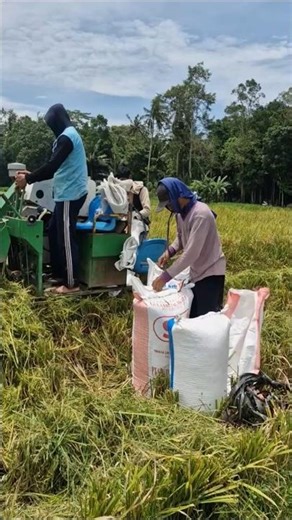 Advanced tool for harvesting rice quickly -Agriculture farming #shorts