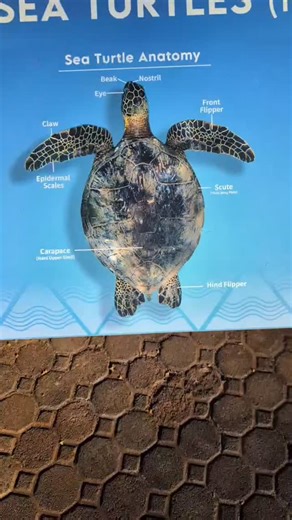 22 reactions | Learn about sea turtle anatomy and so much more at our outdoor Turtle Lagoon  #turtletuesday #mauioceancenter #immerseyourself #turtlelagoon | Maui Ocean Center, The Aquarium of Hawaii | Facebook