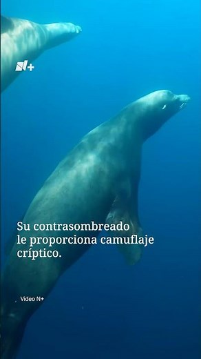 Así Vive y Caza el Lobo Marino de California | #PorElPlaneta - N+ #shorts
