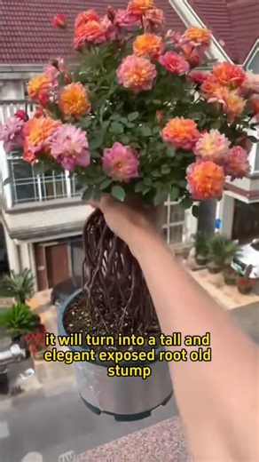 Creating an Exposed-Root Bonsai from a Rose #gardening #bonsaitree #bonsai | Ramos Mark