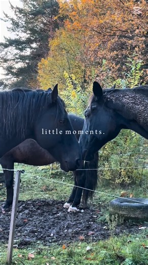 Nie je to len o koňoch… ani len o psoch… Je to o chvíľach, ktoré zdanlivo nič neznamenajú, ale pritom znamenajú všetko… O tom tichu, ktoré prerušuje len vietor a šťastné brechanie… O pokoji, ktorý cítiš, keď sleduješ ako sa svet spomaľuje… O mieste, kde sa každý cíti slobodne …aj človek, aj zviera… O našej malej farme, kde srdce bije trochu inak… No Name Farma. slečna Pušková #nonamefarma #farmvibes #horsesanddogs #slowlife #farmfamily #naturelove | NoName Farma