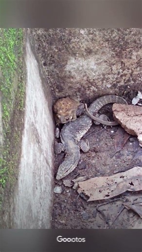 Poisonous Large Reptile #nature #youtube #yt #youtubeshorts