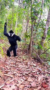 Protect Wildlife: Human-like Primates
