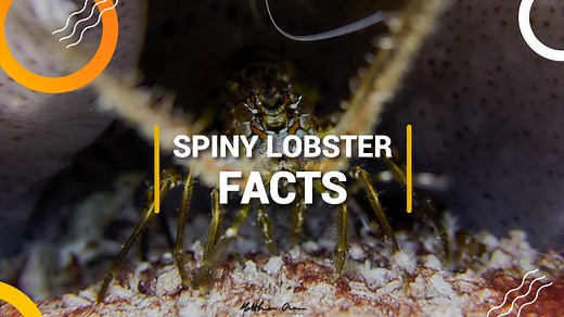 4.5K views · 246 reactions | Dive into the fascinating world of spiny lobsters and discover interesting facts and curious behaviors about them in this video.  | Dressel Divers | Facebook