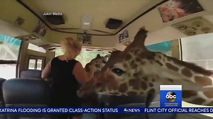 398K views · 8.4K reactions | WATCH: Giraffes poke heads into safari vehicle looking for a snack. Can't blame them, gotta do what you gotta do when hungry. | Good Morning America | Facebook