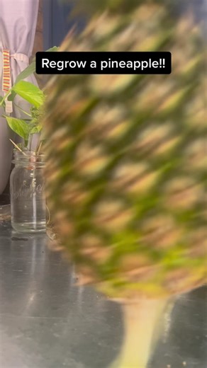 Regrow a Pineapple: Tips for Fertilizing Roots
