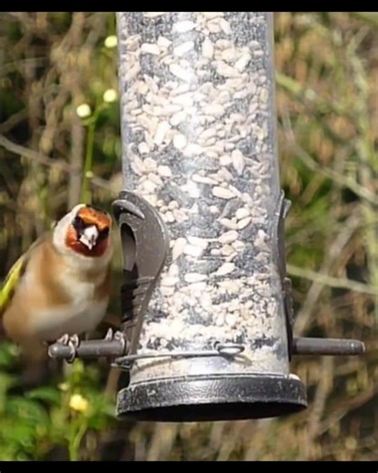 Goldfinch Migration: Peaceful Flight in Nature 🌿✨