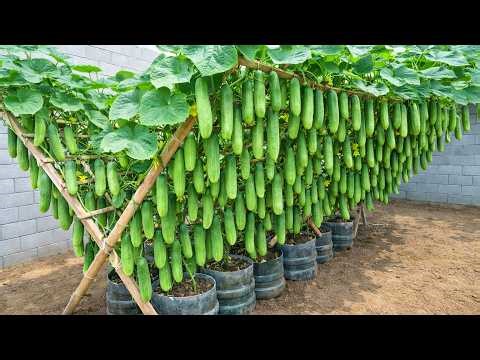 From Seed To Harvest 🥒 Easy Cucumber Growing For Big, Sweet Fruit