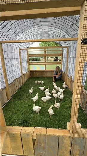 One of the biggest benefits of the chicken tractor is being able to move them onto fresh ground.