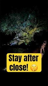 How to See Pandora Glow at Night | Animal Kingdom Disney Hack You Need to Know