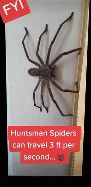 Speed of the Huntsman Spider in Australia
