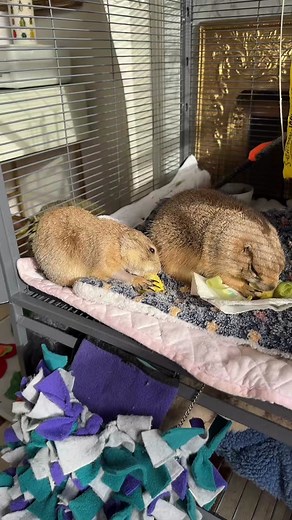 Susie Paxton and Poppy the Prairie Dog Live Stream Highlights