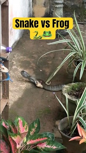 Snake Eating Frog | Incredible Wildlife Predation Caught on Camera #shorts