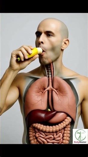 What REALLY Happens When You Eat a Banana | 3D Digestive System Animation