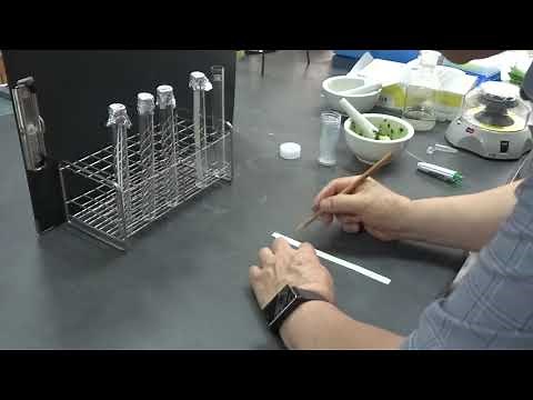 光合成色素の分離実験（ペーパークロマトグラフィー） 高校生物実験