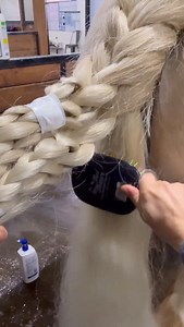 ✨Tail braiding vibes ✨ Once a month in the winter, I groom our Gypsy’s super full & long tails. I unbraid, wash parts that need it (bottom braid gets the dirtiest), blow dry, condition with a spray, braid, bun, vet wrap, and protect in a waterproof tail bag! Protecting the tail between washes & grooming is key for a healthy, beautiful, stain free tail! Palomino Gypsy Mare owned by Kristin Murdock #horse #equestrian #haircare #gypsyvanner #horselover | Russell Equine LLC