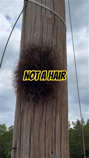 This Is NOT Hair… It’s a Spider 😨 #facts #funny #arachnaphobia #shorts