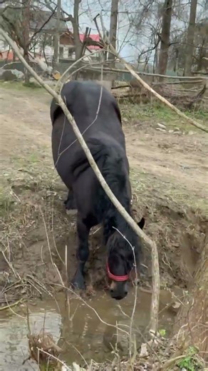 Büşra keeps exploring her new world 🐴✨#shorts #busra #horses #animals #farm #life #curious