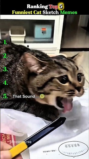 Top 5 Funniest Cat Sketch Memes #cat #funnycats