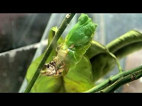アゲハチョウ｜幼虫からサナギへ脱皮中｜蝶 幼虫 さなぎ