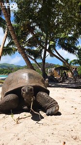 Curieuse Island in the Seychelles is the home of more than 300 Aldabra giant tortoise 😍🐢 | UNILAD Adventure