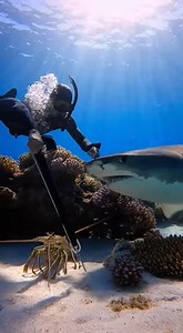 🫧🦈 Sunlit Water Explodes After Shark Contact #ReefDanger #SharkGraze #ExtremeSea | AbyssX Predator Zone