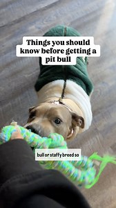 Here are some things to consider before a pitbull or bully breed 😄🤭 #pitbullsofinstagram #staffysofinstagram #bullybreed #dogsofinstagram | Cali the Pit