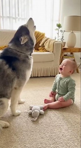 Husky and Baby Howling in Perfect Harmony | Cutest Duo Ever!