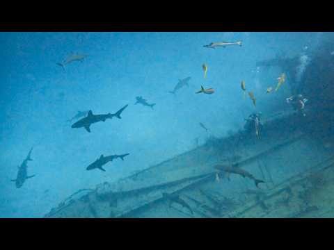 Diving With Sharks in Nassau