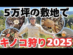 Mushroom hunting in a 160,000m2 mountain! What are the conditions for a thriving forest?