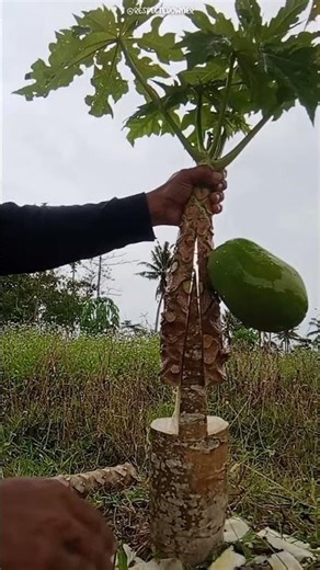 This Farmer Tried Something Unusual