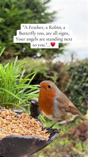Discover the Symbols of Nature: Robins and Butterflies
