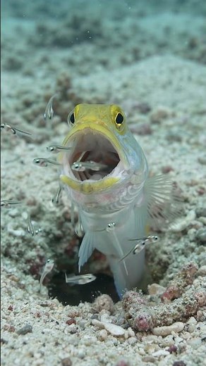 A Father’s Mouth Full of Life 🐟🥚 | Jawfish Release