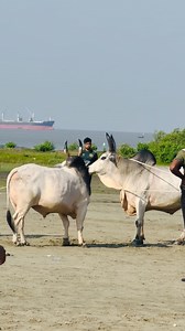 Pm & Monai baccha🔥 | Chittagong Cattle Market