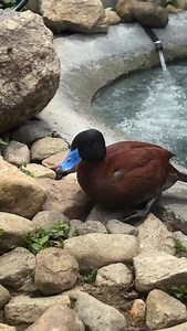 The Maccoa duck is an Endangered species of stiff-tailed duck found in areas of Southern and Eastern Africa. Like other stiff-tails, the Maccoa duck is built for diving with their legs being set further back on their bodies. This allows them to move with ease underwater but makes it so they are quite clumsy on land! Because of this, diving ducks spend a majority of their time on the water where they are comfortable and most agile! . . . #ripleywaterfowlconservancy #ripleybirds #waterfowl #conser