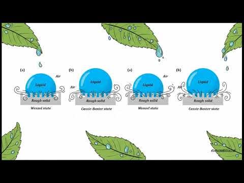 Superhydrophobic and Self-Cleaning Surfaces -The Lotus Effect