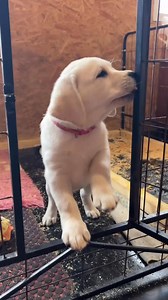 Cute Voice ❤️🥰 #dogs #labrador #labradorretriever #doglover #labradorpuppy | Labrador Lovers