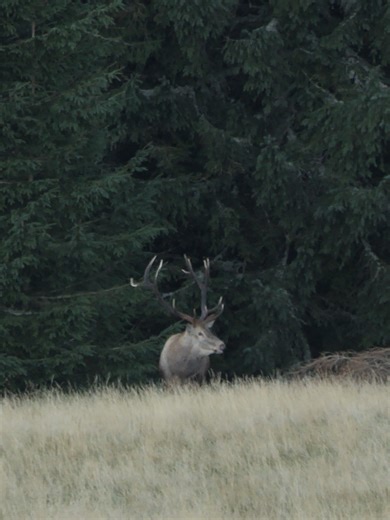Discovering Red Deer Roaming in the Carpathian Mountains