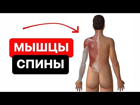 Мышцы спины в 3D. Анатомия спины человека. Обучение анатомии
