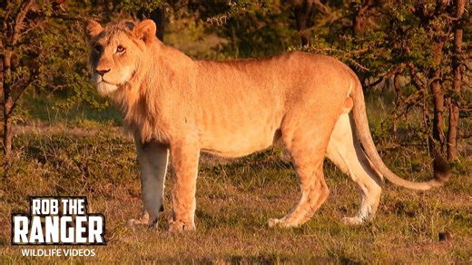 Ormoti young lions roam glowing morning plains