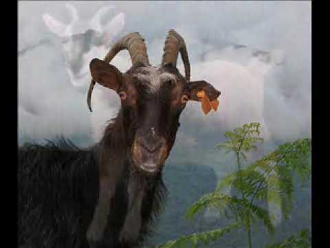 Comptine et Chanson pour Enfants - La chevre