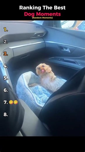Ranking The Best Dog Moments (Random Moments)