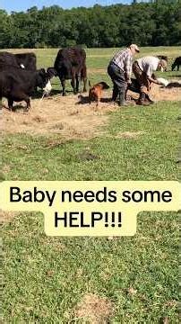 Farmers help baby get colostrum because cow has bad bad #farmers #farm #cow #farming