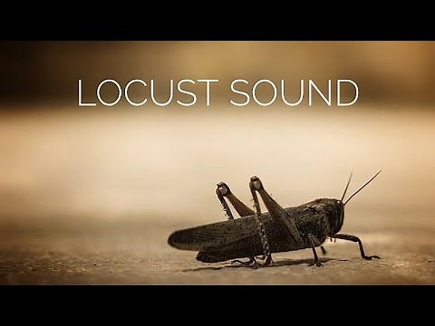 Locust Sound effects, #shortvideo, #locusts, #insects,