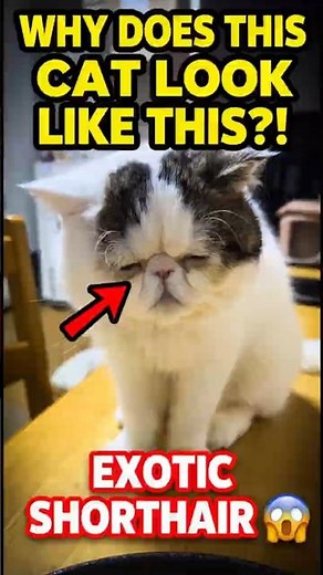 Why Does This Cat Look Like This?! 😱 Exotic Shorthair