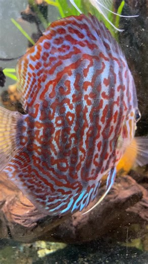 🐆 Leopard Rings Discus 🐆 Healthy and beautiful Leopard Rings Discus with vibrant colors and stunning patterns 😍 📏 Size: 4” 📍 Location: Kent, OH Strong swimmers, great body shape, and perfect for display tanks or collectors 💙 Message me for more details! #LeopardRings #DiscusFish #DiscusForSale #AquariumLife #FishLovers 🐠✨