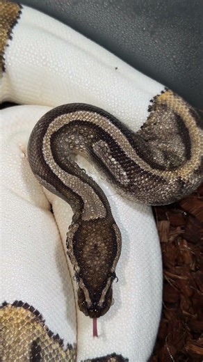 #ballpython #ballpythons