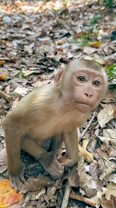 Luno checks IF I have fruits for him lol! 😂💫 | Lil monkeys