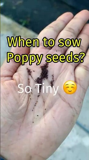🌺 When to Sow Poppy Seeds? 🤏 So Tiny!