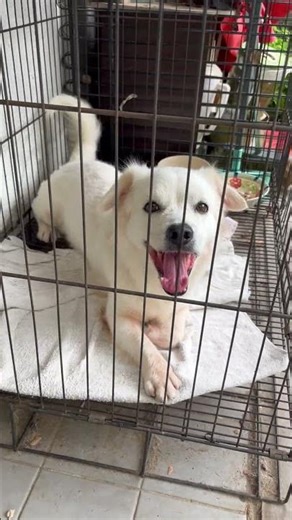 Mixed Breed Dog For Adoption - 3 Years, Bingo from Puchong, Bandar Kinrara, Kuala Lumpur